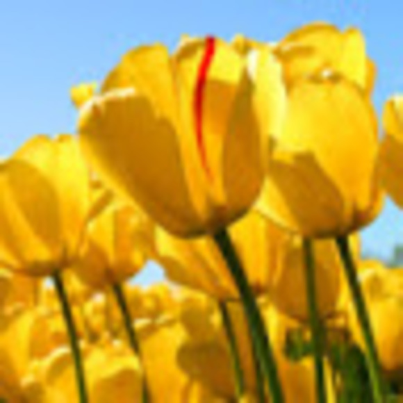 Meet your Posher, Heavenly - Picture 1 of 1